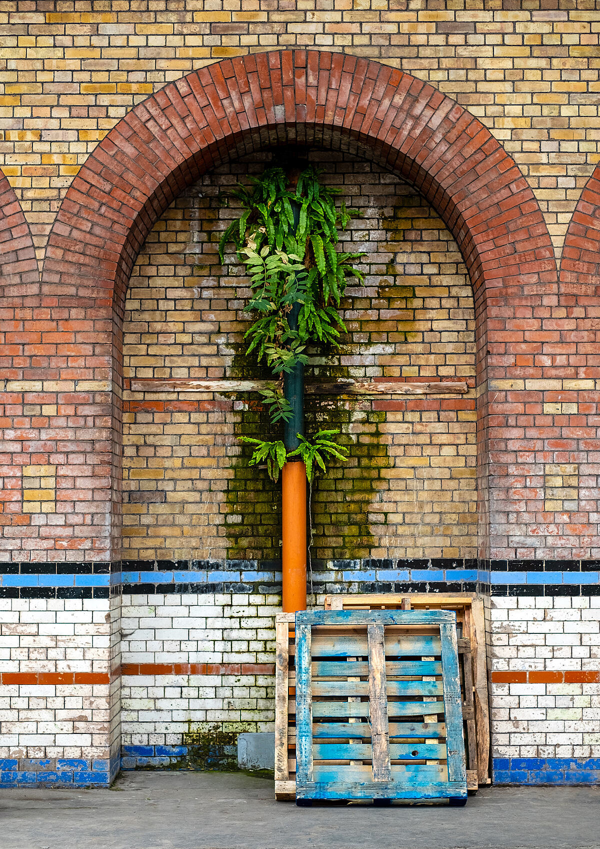 Palm tree | Colour photograph - 2019
