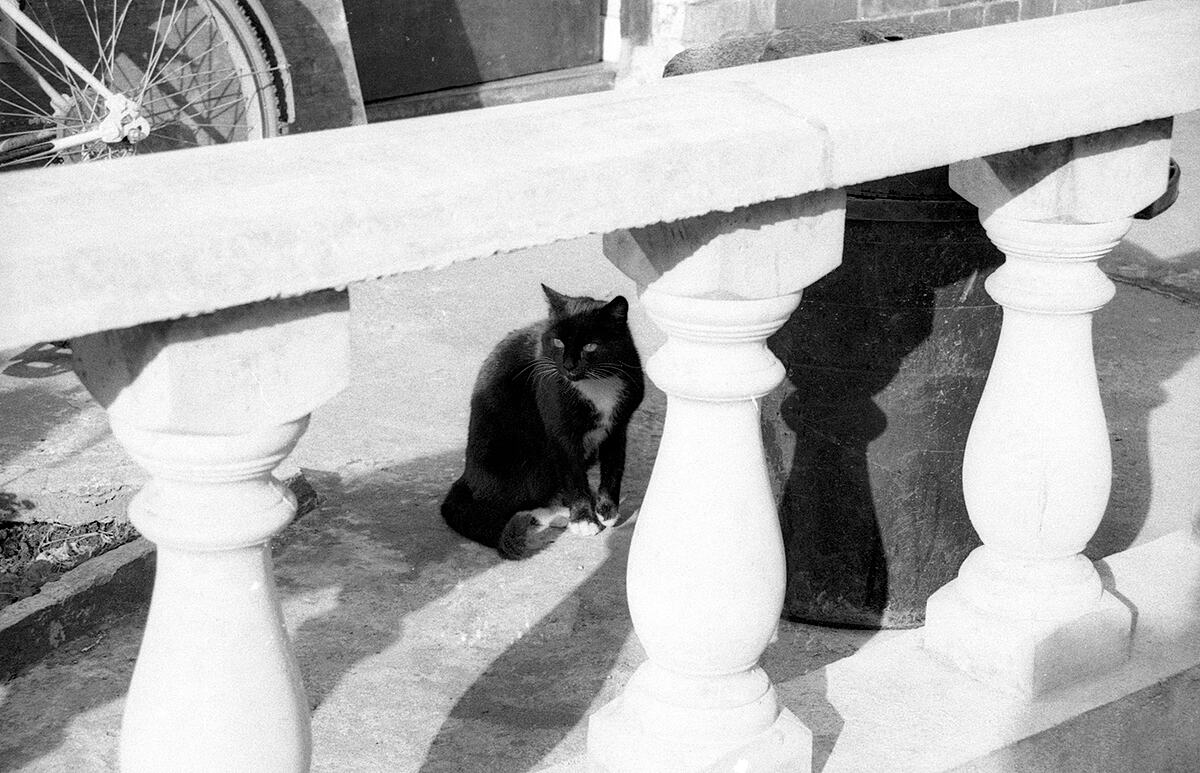 Limerick cat | B&W photograph - 1990