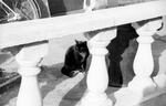 Limerick cat | B&W photograph - 1990